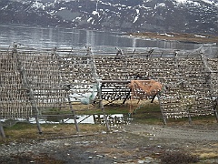 day 8 breakfast at nordkap 0055